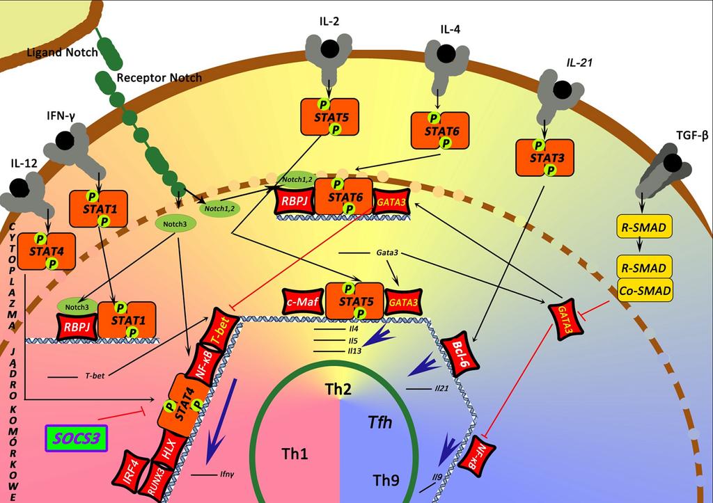 Postepy Hig Med Dosw (online), 2011; tom 65: 414-426 Ryc. 2. Schemat szlaków różnicowania komórek T CD4 + Th1, Th2, Tfh i Th9 (wg [27,29,41,46]).