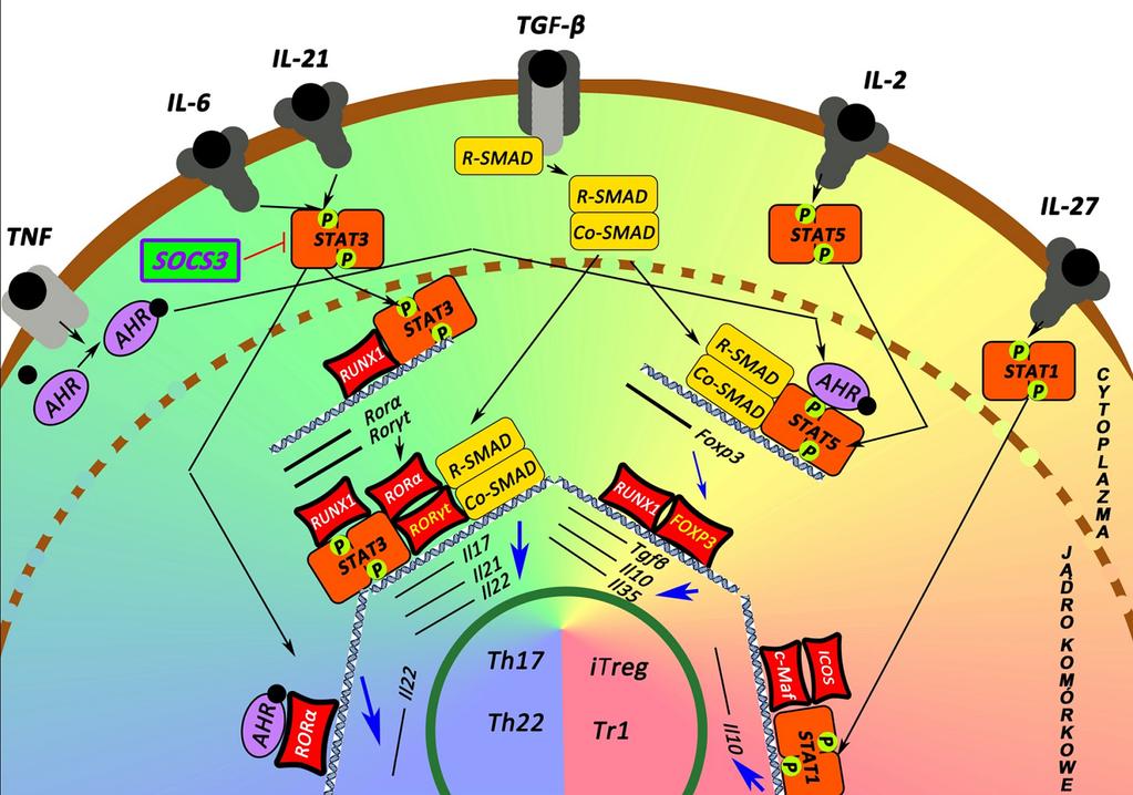 Świst K. i Pajtasz-Piasecka E. Wpływ czynników transkrypcyjnych na różnicowanie Ryc. 3. Schemat szlaków różnicowania komórek T CD4 + Th17, Th22, itreg i Tr1 (wg [28,29,41,46]).