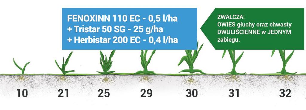 W zbożach jarych stosowanie takiej mieszaniny to co najmniej kilka korzyści: Niszczenie chwastów dwuliściennych oraz OWSA głuchego w JEDNYM oprysku Niższy koszt ochrony Elastyczność wyboru programu