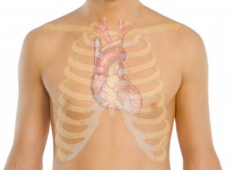 Rys.2. Położenie serca w klatce piersiowej.** 2.