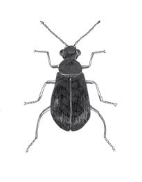 Przegląd Przyrodniczy XXVIII, 1 (2017): 91-100 Marek Miłkowski PRZYCZYNEK DO POZNANIA CHRZĄSZCZY (INSECTA: COLEOPTERA) PARKU ZDROJOWEGO W NAŁĘCZOWIE Contribution to the knowledge of beetles (Insecta: