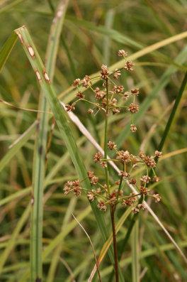 Fot. 2. Sit tępokwiatowy Juncus subnodulosus (fot. K. Kiaszewicz). Dolina Ilanki Ilanka 3 Obiekt o charakterze pojeziornym, zlokalizowany ok.