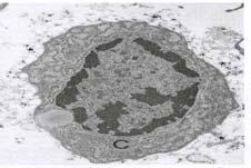 chondrionu od chrzstki,c) chondrocyt C po 4 dniowej hodowli Fig.