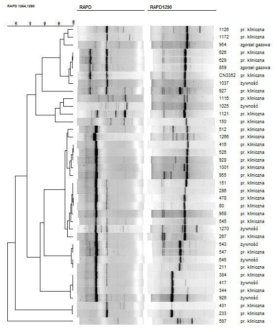 Nr 3-4 Genotypowanie izolatów C. perfringens 197 Genetyczne podobieństwo [%] RAPD1254 I II III IV V VI VII Ryc. 1. Dendrogram przedstawiający genetyczne podobieństwo szczepów C.