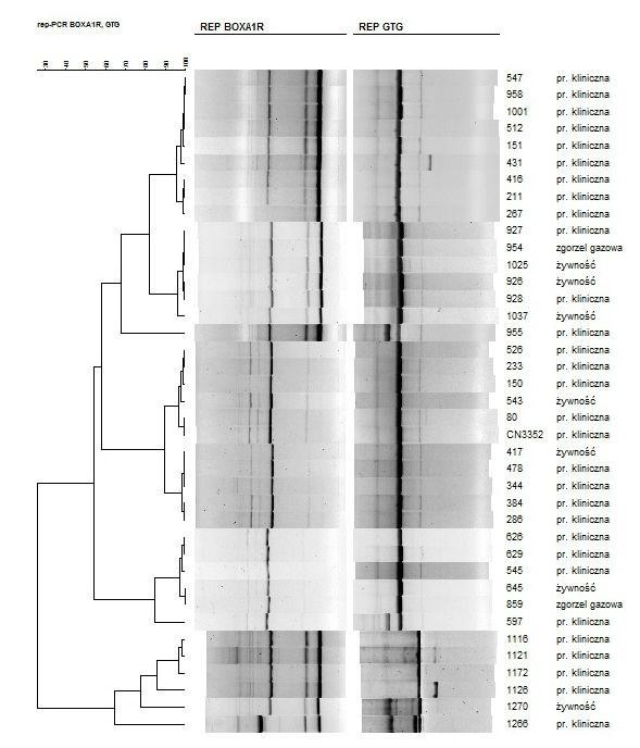 198 K. Brodzik, E. Augustynowicz Nr 3-4 Genetyczne podobieństwo [%] I II III IV Ryc. 2. Dendrogram przedstawiający genetyczne podobieństwo szczepów C.