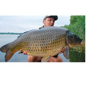 Carp Straight Jedna z najbardziej popularnych wersji profesjonalnego haka karpiowego, adresowana do przynęt to ną cych i pływających, z zastosowaniem przyponów z miękkiej plecionki.