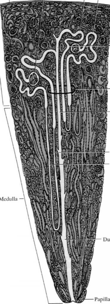 gdzie mocz przedostaje się do dróg wyprowadzających * nefrony korowe * nefrony przyrdzeniowe pas zewn. pas wewn.