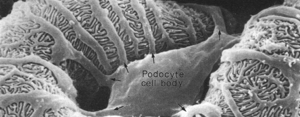 zazębiające się wypustki podocytów