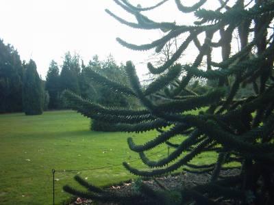 KEW GARDENS Królewskie ogrody botaniczne są uważane za najwspanialsze na świecie.
