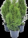 sortowana Sobex, 80 l -,90 zł (0,5 zł/l) Thuja Smaragd 65-75 cm, wyhowana w