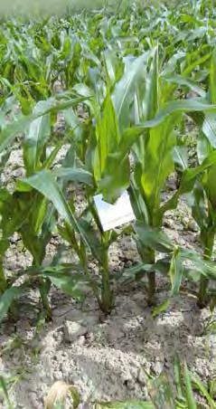 Włócznica białożyłka Zmieniki Znamionówka tarniówka Zwierzęta łowne Zwójki poprawna agrotechnika, płodozmian, zwalczanie chwastów, rozdrabnianie resztek pożniwnych, głęboka orka jesienna poprawna