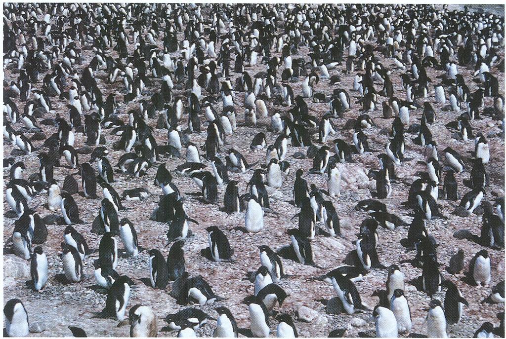 Sporadycznie, w różnych latach, obserwowano na zachodnim brzegu Zatoki Admiralicji (Myrcha 1993) pojedyncze osobniki następujących gatunków pingwinów: pingwina cesarskiego [Aptenodytes Jbrsteri),