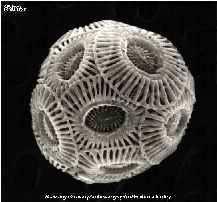 (Coccolithophores)