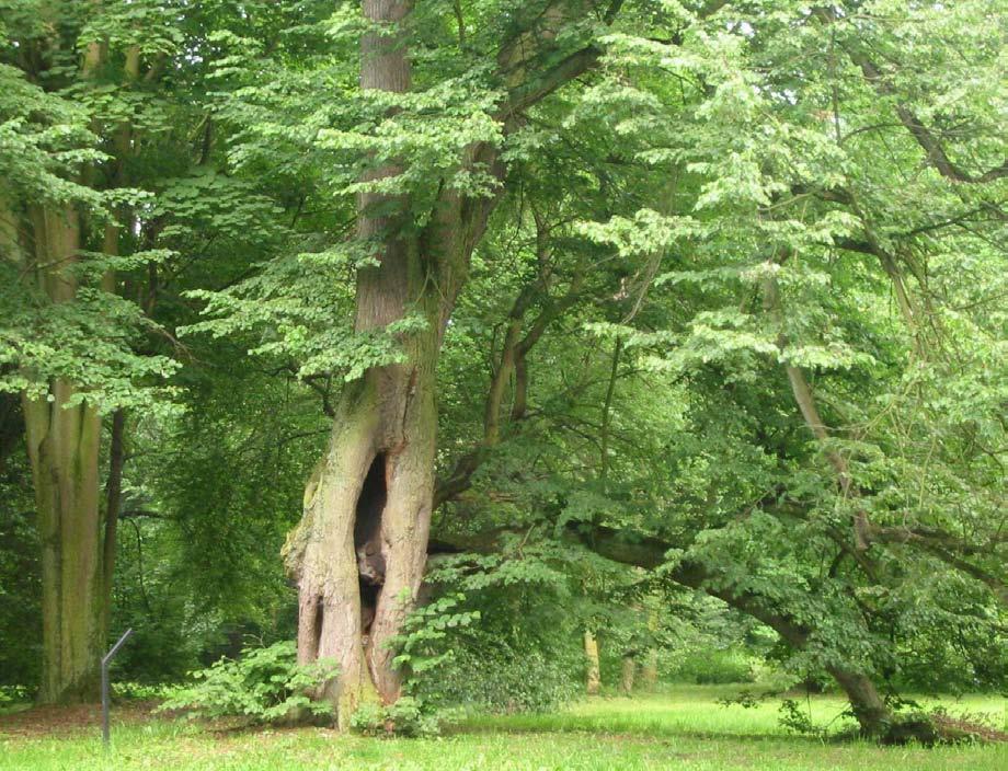 Jesion pensylwański Fraxinus pennsylvanica Występowanie: Ameryka Północna, na wschód od Gór Skalistych.