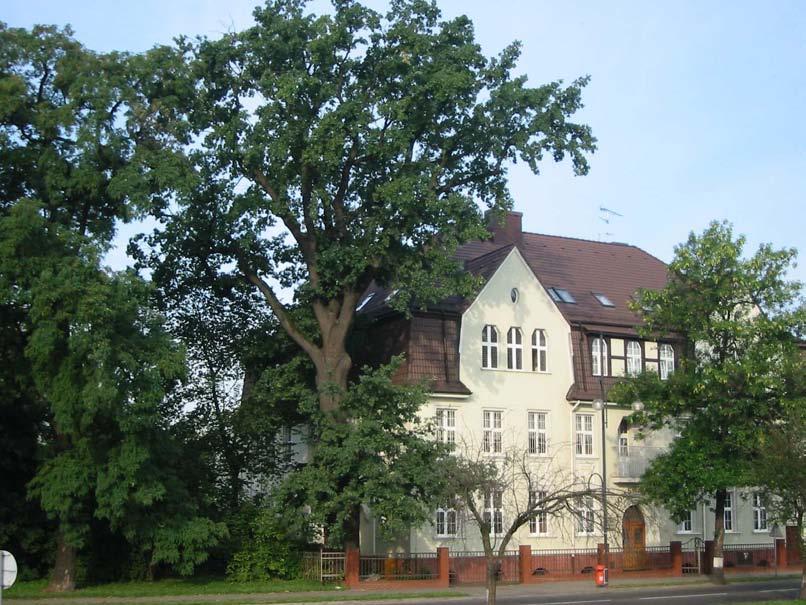 Wiek: ok. 260 lat, obwód: 430 cm, wysokość: 25 m.