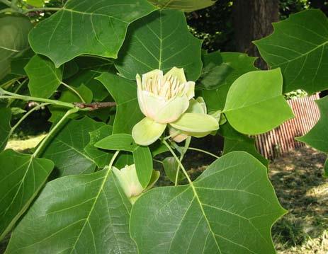 Tulipanowiec amerykański Liriodendron tulipifera Występowanie: naturalnie-