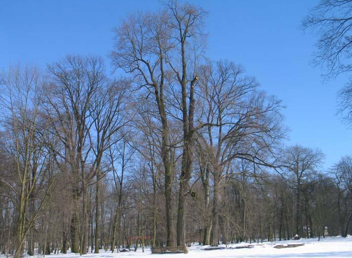 wyglądem wielkie tulipany.