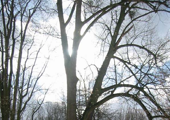 Lipa drobnolistna Tilia cordata Mill. Występowanie: Europa i zachodnia Syberia, Bliski Wschód. Siedlisko: występuje na nizinach po wyższe partie gór (Alpy do 1400 m 