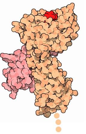 Białka głównego układu zgodności tkankowej : MHC major histocompatibility complex (MHC) proteins Podstawa odpowiedzi swoistej układu odpornościowego