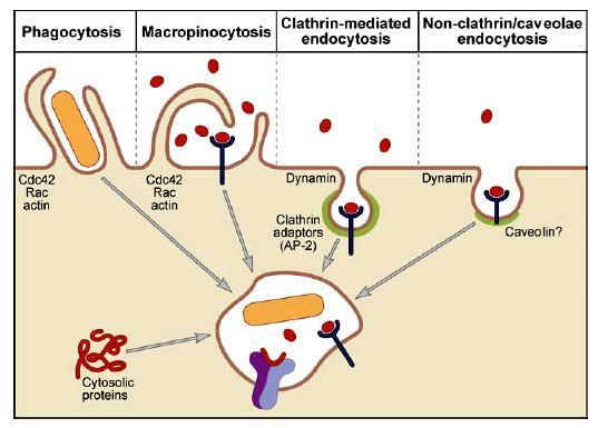 Trombetta S. and Mellmann I. Annu.Rev.Immunol.