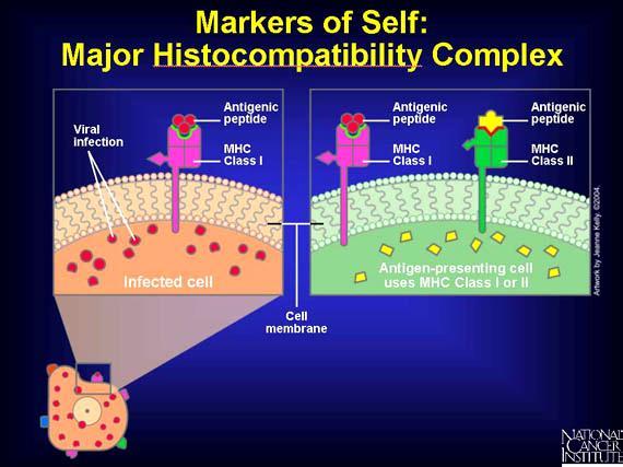 Na komórkach somatycznych: MHC II Na