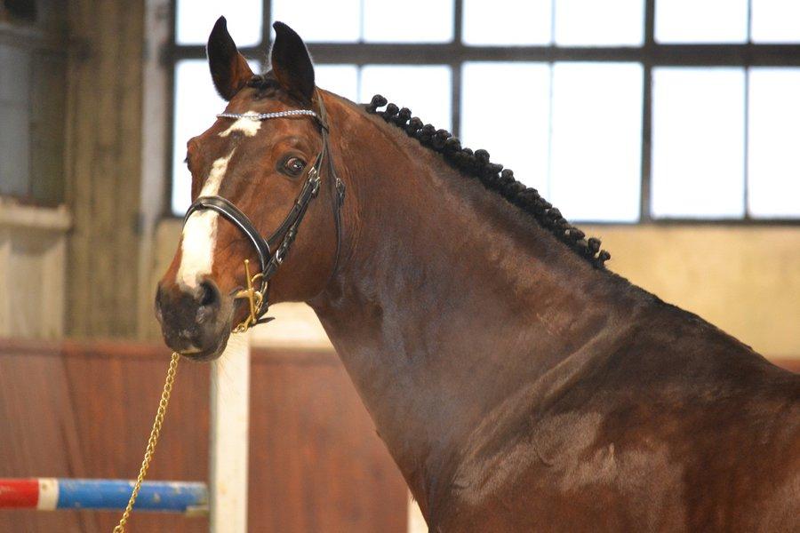 10. Koń hanowerskito elegancki koń gorącokrwisty o harmonijnej budowie ciała. Występują wszystkie rodzaje maści. Znakowane piętnem. Uzyskuje wysokość około 162-175 cm.