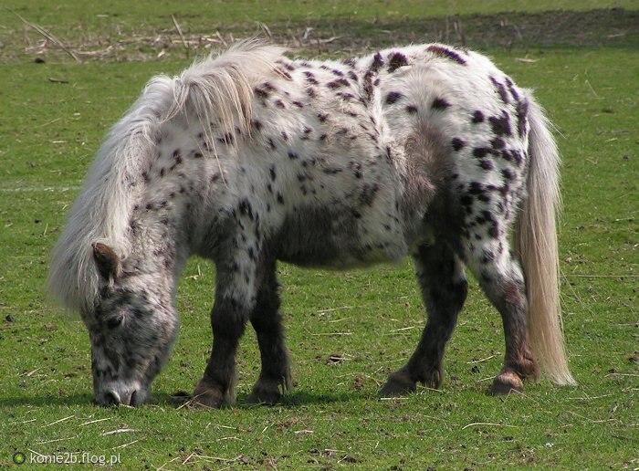 rasa koni zaliczanych do kuców, pochodząca z Wysp Szetlandzkich. Jest to jedna z najmniejszych ras występujących obecnie kuców ich niski wzrost jest wynikiem naturalnego procesu skarłowacenia.