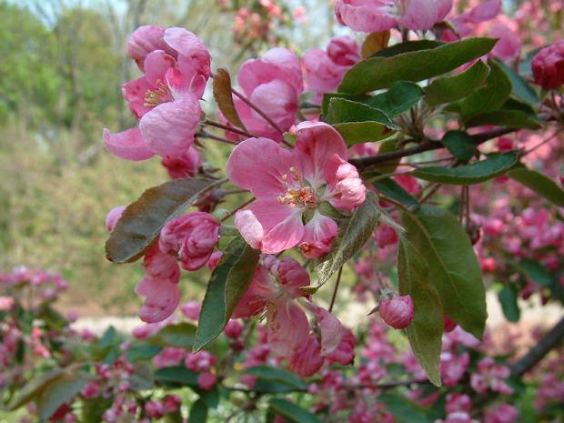 Magnolia purpurowa Magnolia liliflora Jabłoń dzika Ozdobne dzikie jabłonie to niewielkie drzewa o kulistej koronie.