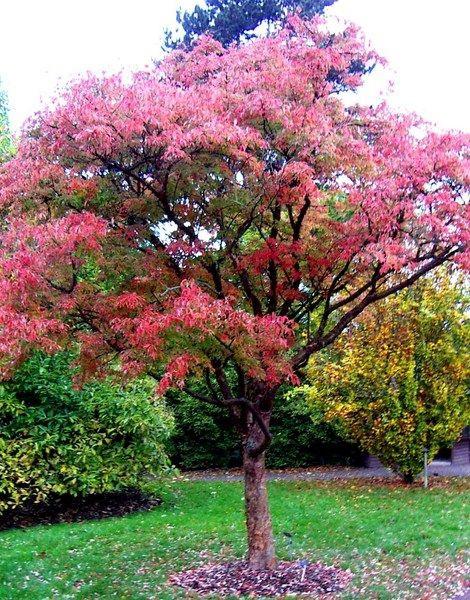 Zdj 1. Klon palmowy (Acer palmatum) 'Atropurpureum' Zdj.2 Klon strzępiastokory (Acer griseum) Świdośliwa Świdośliwa to krzew lub małe drzewko z pojedynczym pniem.