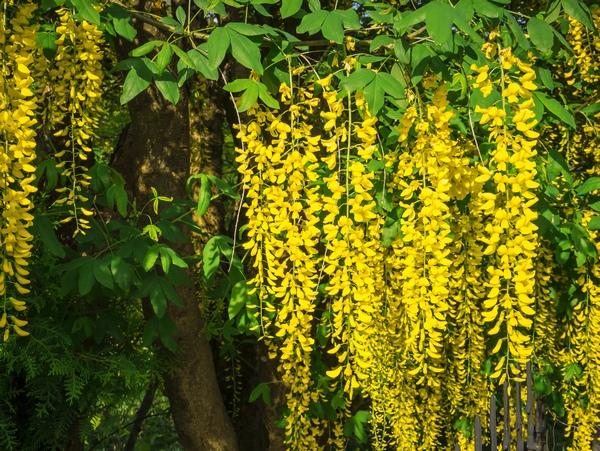 Magnolia Ogromną popularność drzewo to (lub mały krzew) zyskuje dzięki wielkim, egzotycznym kwiatom, które rozwijają się wiosną lub wczesnym latem.