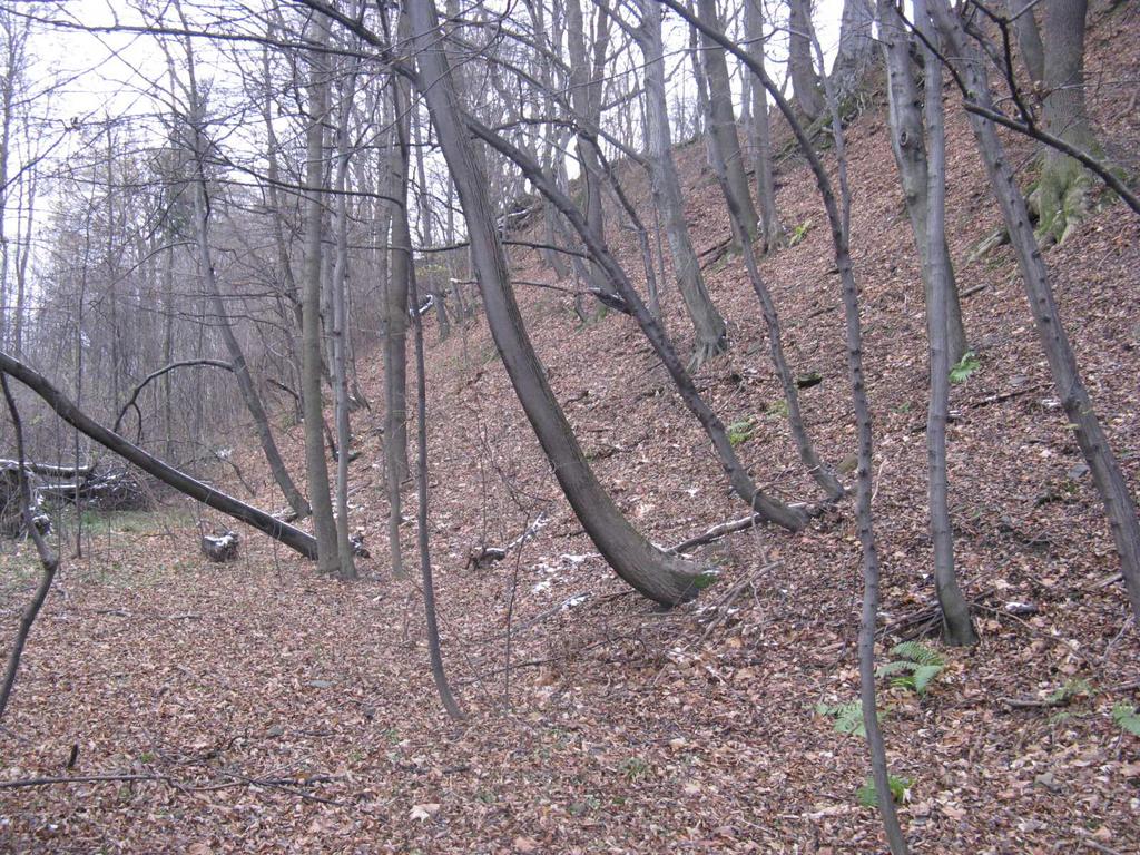 Fot. nr 2. Widok skarpy z rozchwianymi drzewami Skarpa wiślana, przez którą przechodzi kanalizacja ma wysokość przekraczającą 20 m.