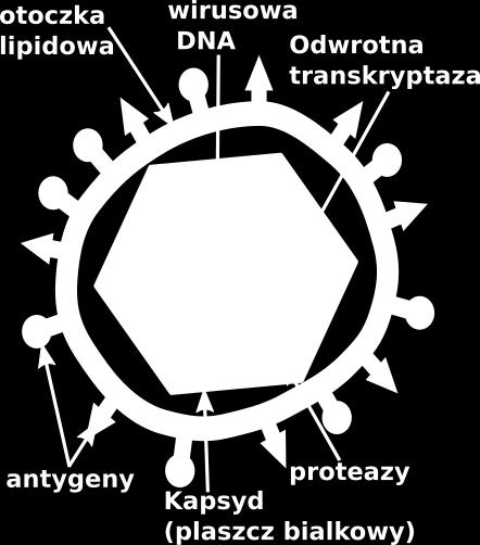 komórka drożdży Najczęstsza morfologia Rozmiar