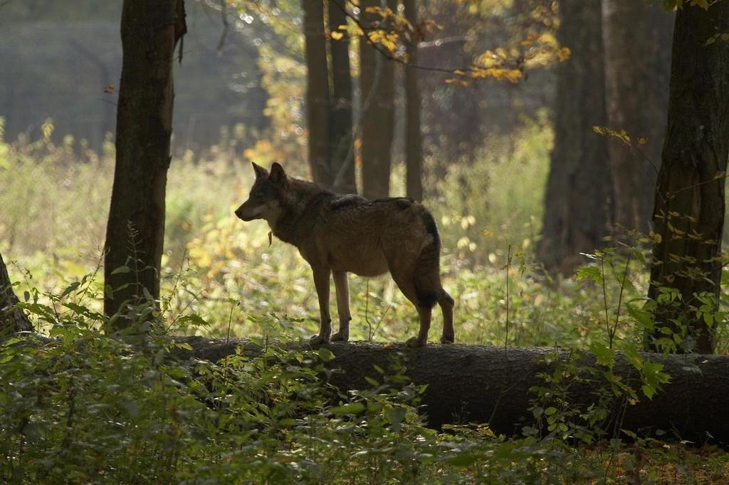 Pilotażowy monitoring wilka i rysia w Polsce realizowany w ramach Państwowego Monitoringu Środowiska Stan