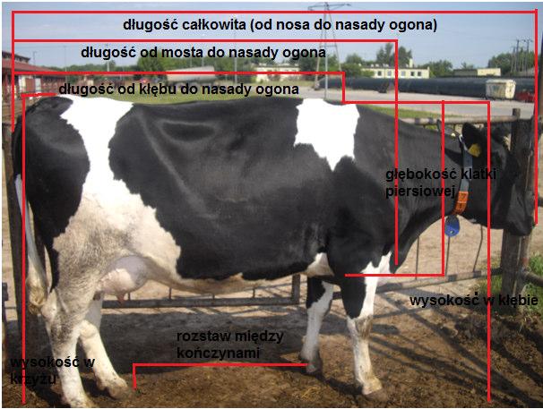 Przeciętna dojrzała krowa o masie ciała charakteryzuje się następującymi wymiarami: wysokość w krzyżu > 152 cm całkowita długość ciała (od nosa do nasady ogona) > 259 cm szerokość zadu w guzach