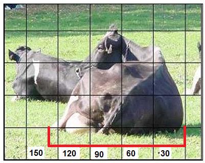 Rysunek 4. Sposób określenia szerokości stanowiska W związku z tym szerokość komfortowego stanowiska powinna być nawet większa i umożliwiać zmianę pozycji krowy.