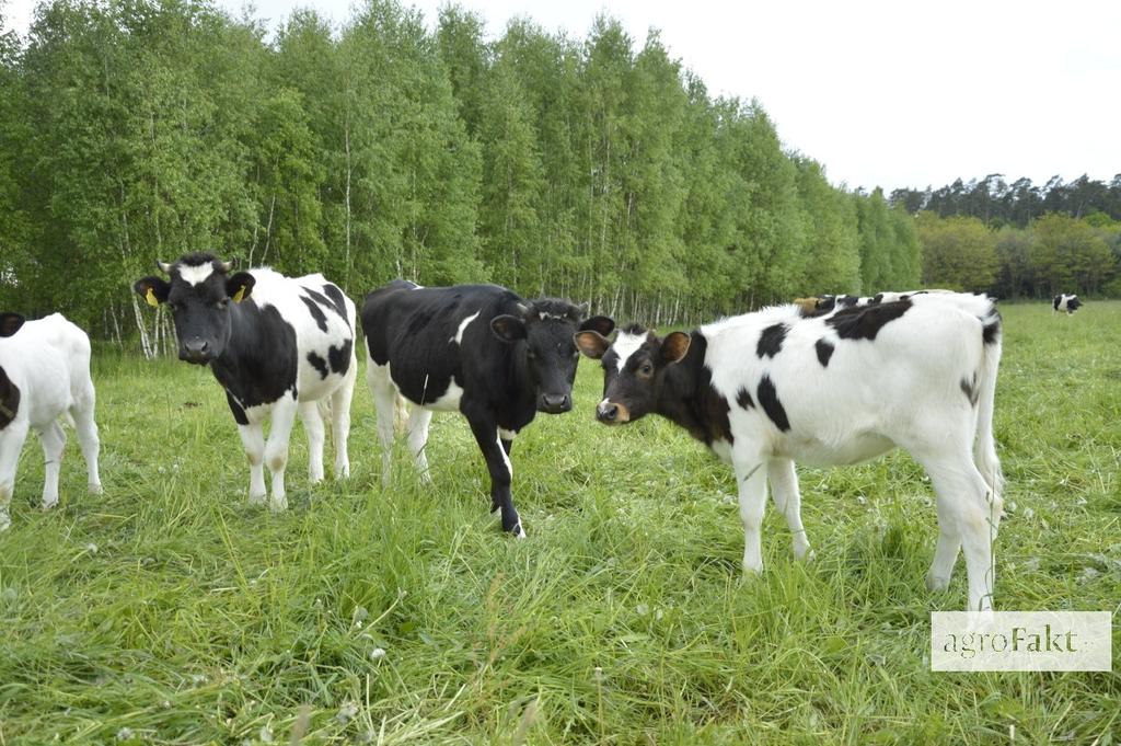 https://www. zmieniających się parametrów mleka tłuszczu i białka. Krowy wysokowydajne wymagają ciągłej obserwacji zachowania, zmian w konsystencji i wyglądzie mleka oraz pobrania paszy.