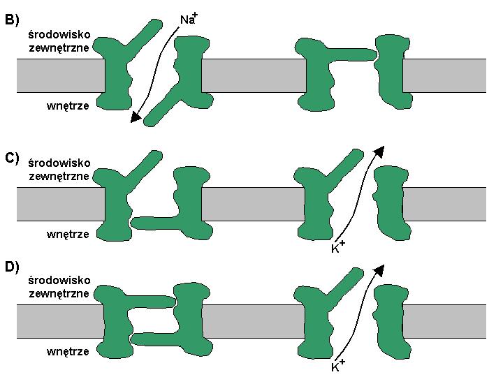 1.4. Generacja potencjału czynnościowego 13 Rysunek 1.4: Sekwencja działania kanałów sodowych i potasowych w kolejnych fazach potencjału czynnościowego. A. Stan spoczynkowy. B.