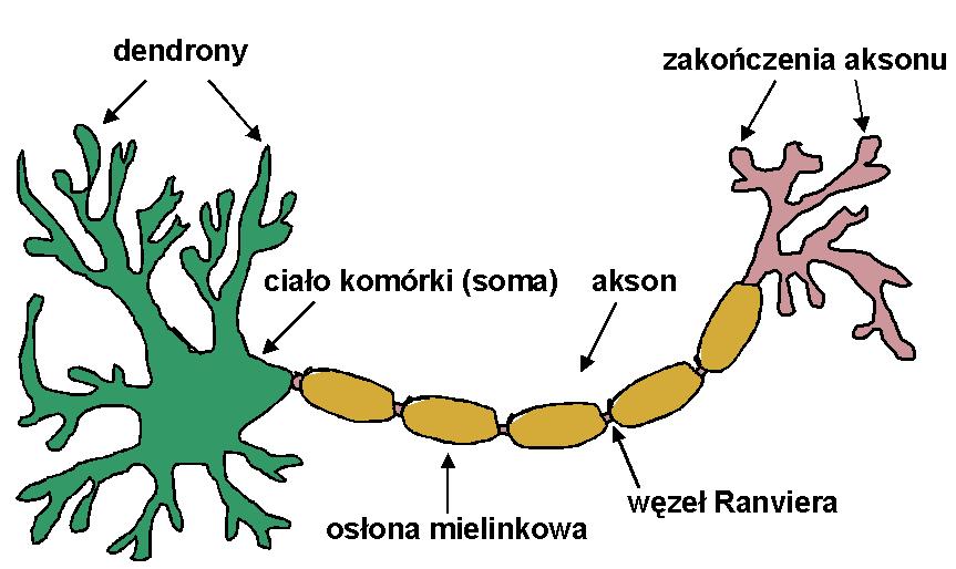 8 Rozdział 1. Budowa i działanie komórki nerwowej Rysunek 1.1: Budowa typowej komórki nerwowej. albo generować potencjały czynnościowe i propagować je wzdłuż aksonu w kierunku innych komórek. 1.2.