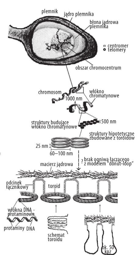 Postepy Hig Med Dosw (online), 2006; tom 60: 343-351 ciekawe, w badaniach na plemnikach świń zaobserwowano, że wewnątrzjądrowe umiejscowienie m.in. chromosomów X i Y (analizowano również chromosomy 5 i 13) ulega w trakcie spermatogenezy repozycji i w konsekwencji w plemniku jest odmienna od tej w spermatocytach [23].