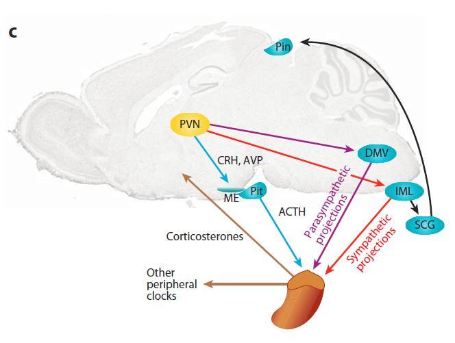 (c) Pathways from the PVN to the adrenal gland.