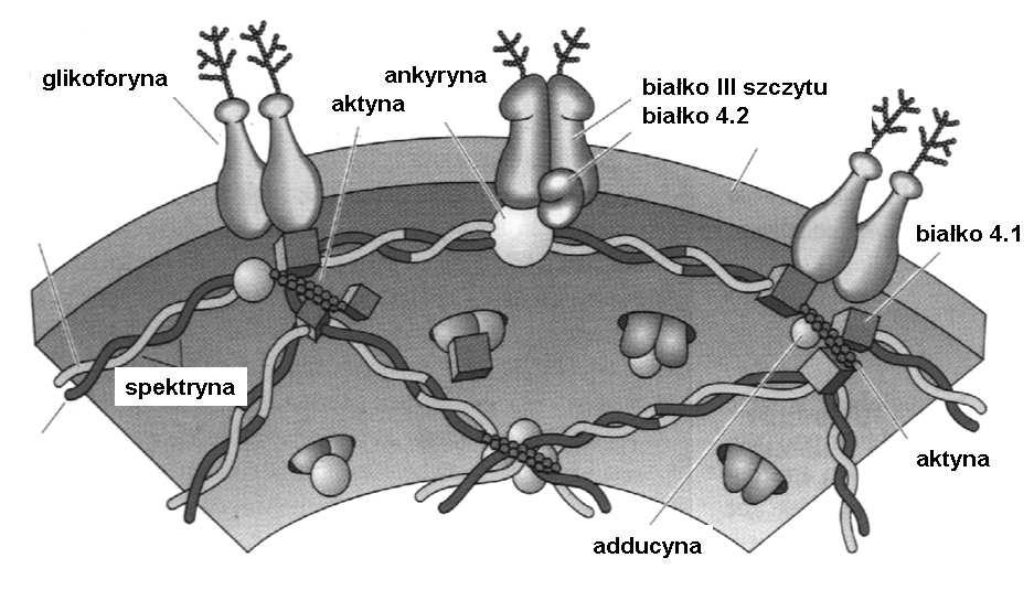 bazofile) zawierają dużą ilość ziarn azurochłonnych * i swoistych LEUKOCYTY AGRANULOCYTY (limfocyty, monocyty)