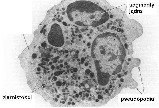 Neutrofile fagocytują i zabijają bakterie Ziarna neutrofila i ich zawartość (wybrane