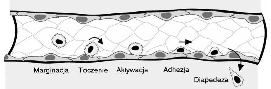 arginaza lizozym Neutrofile są głównymi komórkami ostrego stanu zapalnego Ruch pełzakowaty