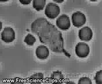 Fagocytoza: głównie bakterii szczególnie intensywna po opłaszczeniu bakterii