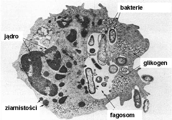 leukocytów przez ścianę naczynia Zabijanie i trawienie bakterii wybuch tlenowy fuzja ziarn