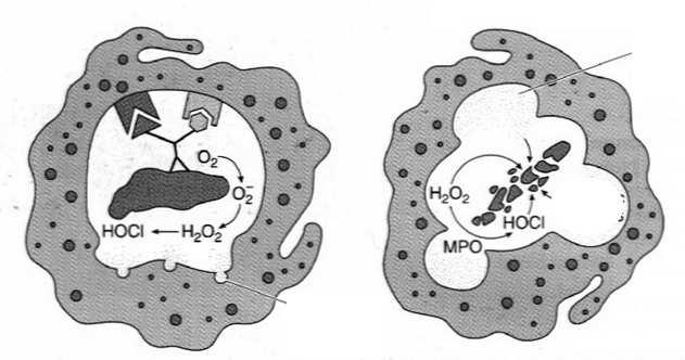 tlenozależne NADPH-oksydaza: tworzenienie O 2 i H 2 O 2 mieloperoksydaza: H 2 O 2 + jony