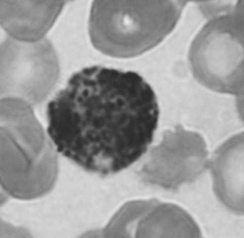 neutralizacja czynników prozapalnych (w tym w alergii) działanie immunoregulacyjne słaba zdolność do fagocytozy słabe