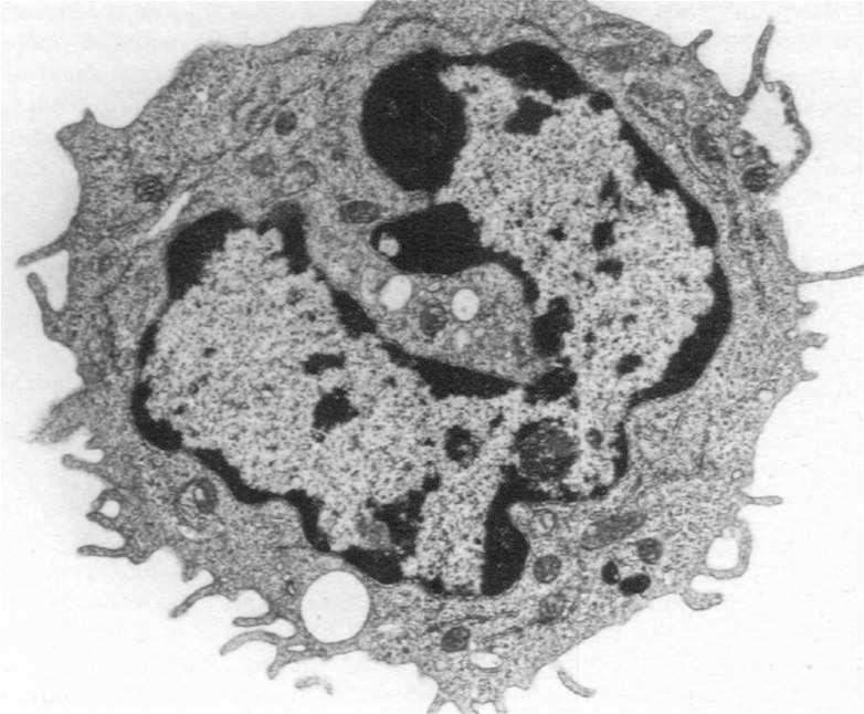 Monocyty migrują do tkanek, gdzie przekształcają się w makrofagi lub komórki