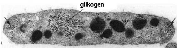 (granulomer) - organelle i ziarna - glikogen gruby glikokaliks Płytki krwi są