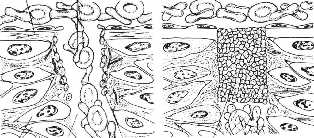 tromboplastyna, trombospondyna, płytkowy czynnik wzrostu ATP, ADP, Ca 2+,